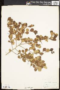 Crataegus uniflora image