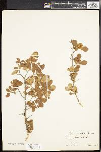 Crataegus uniflora image