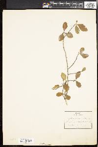 Crataegus uniflora image