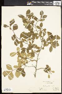 Crataegus uniflora image