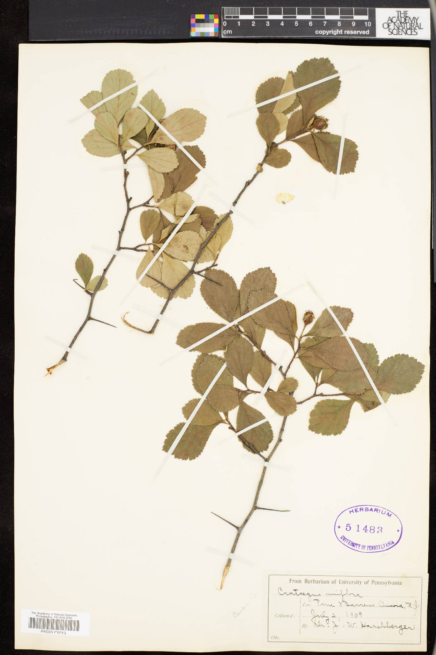 Crataegus uniflora image