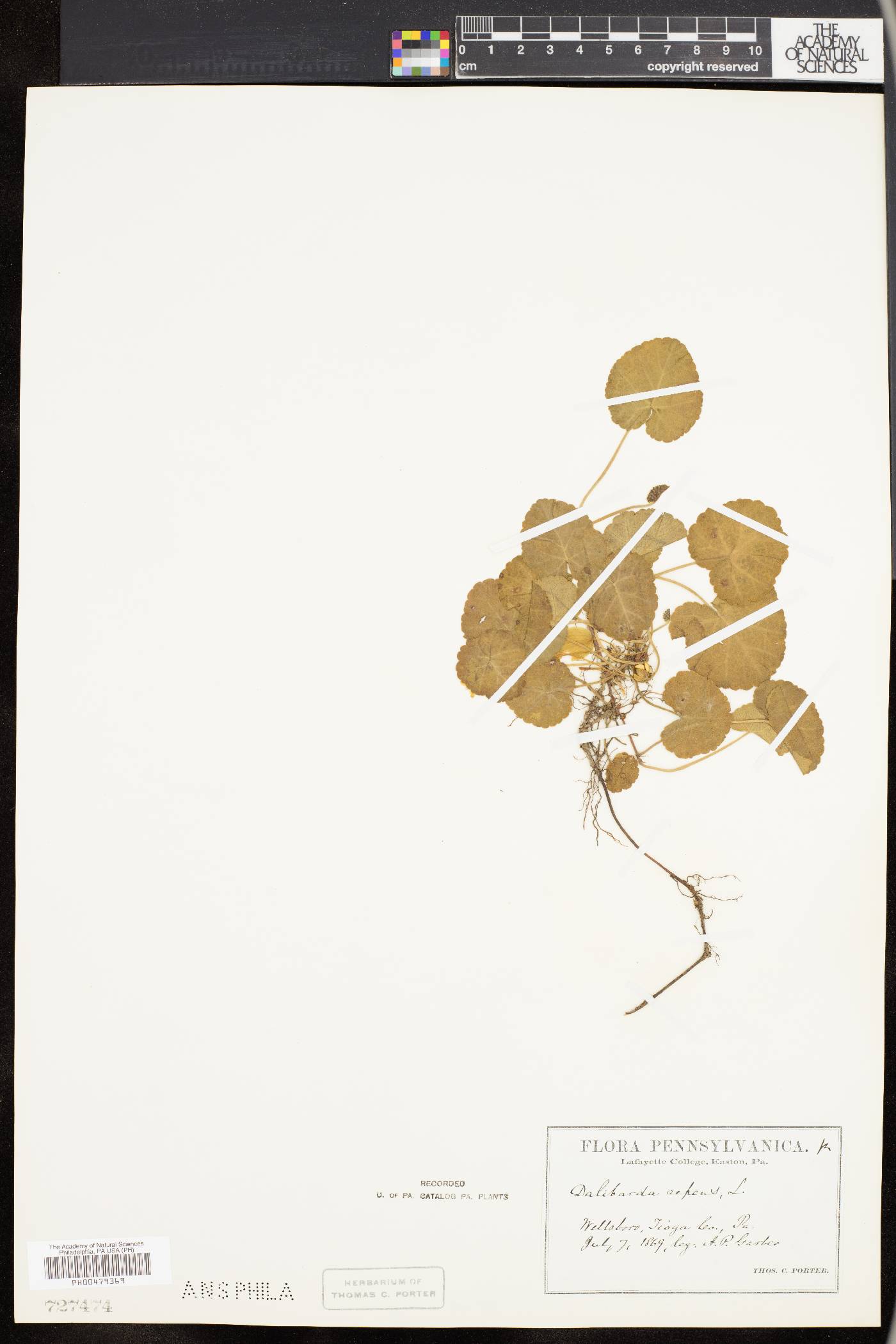 Dalibarda repens image