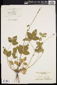 Potentilla indica image