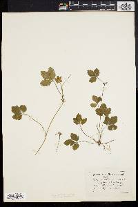 Potentilla indica image