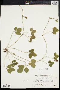 Potentilla indica image