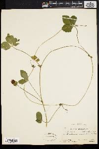 Potentilla indica image