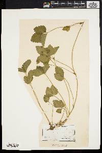 Potentilla indica image