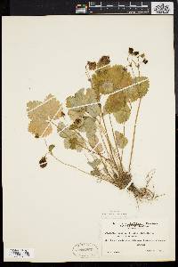 Fragaria vesca subsp. vesca image