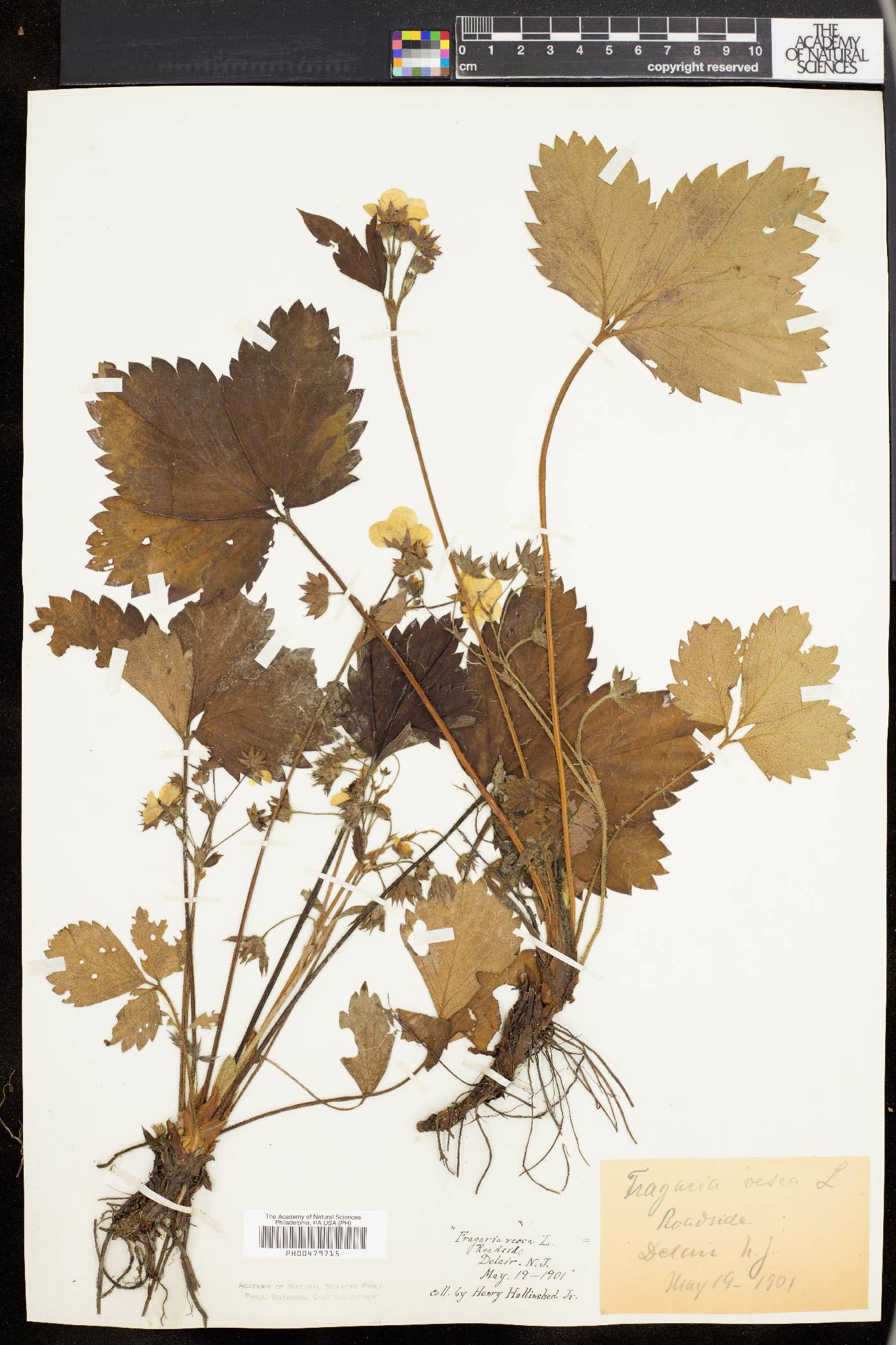 Fragaria ananassa image