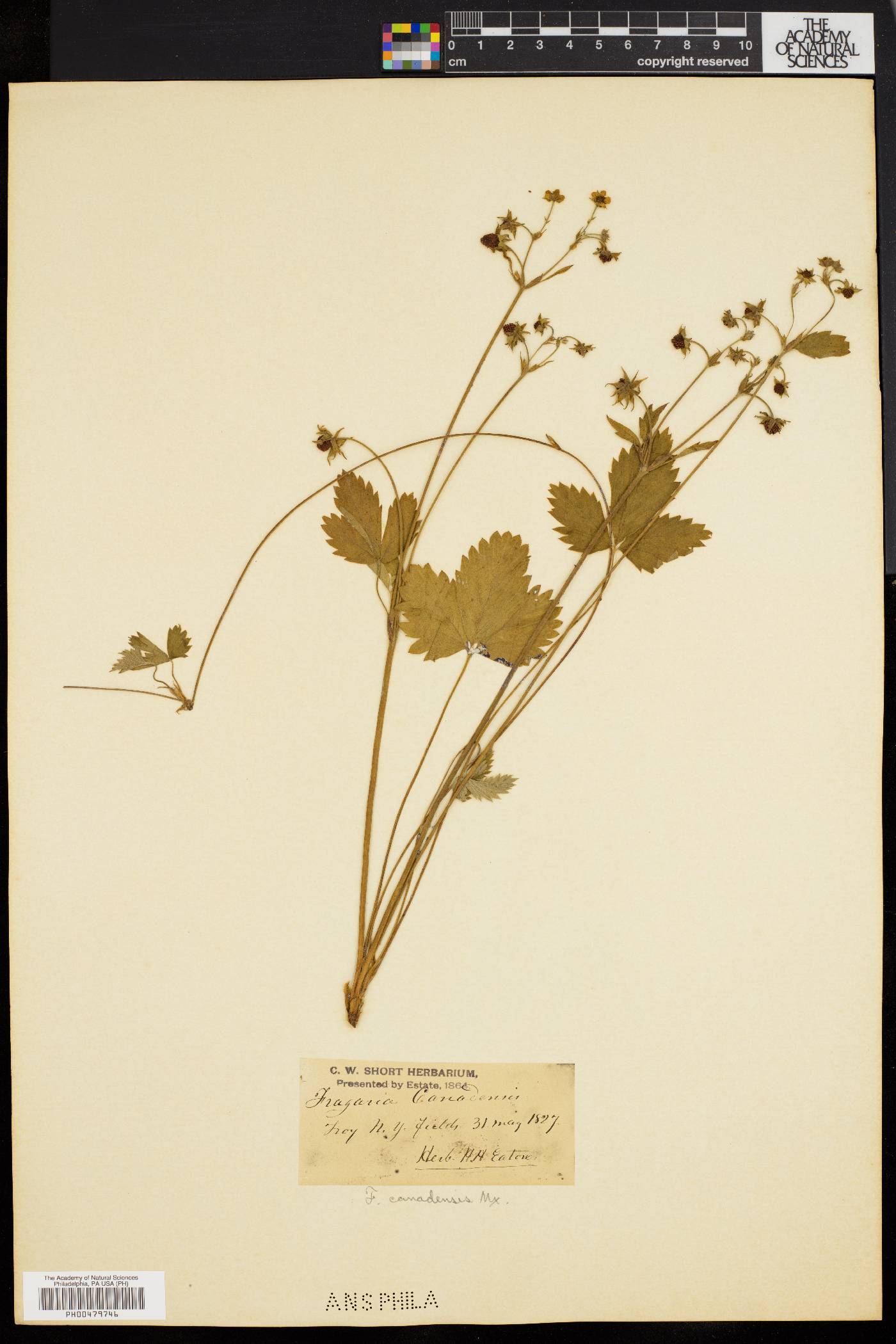 Fragaria canadensis image
