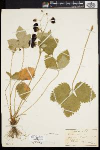 Fragaria vesca image