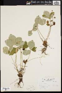 Fragaria vesca image