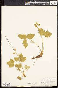 Fragaria vesca image