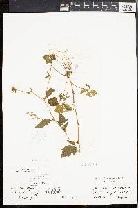 Geum flavum image