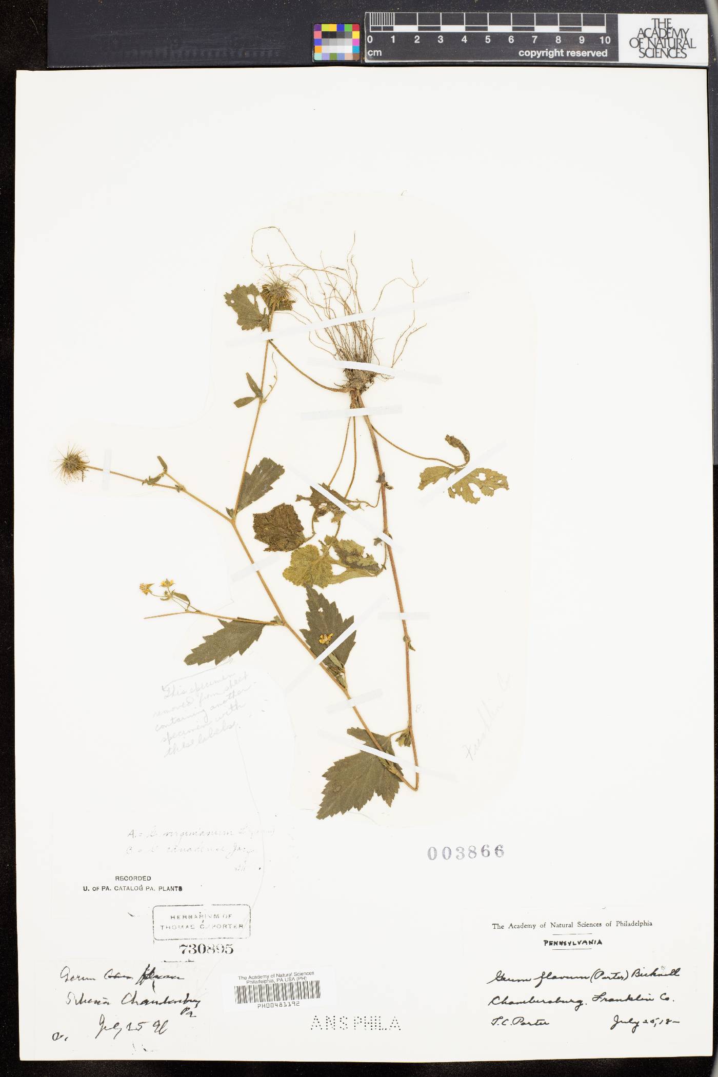 Geum flavum image
