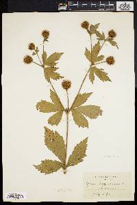 Geum laciniatum image