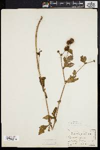 Geum laciniatum image