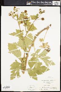 Geum laciniatum image