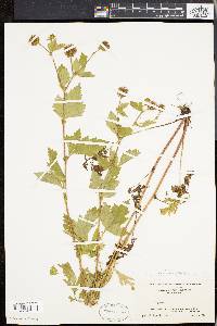 Geum laciniatum image