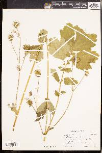 Geum rivale image