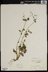 Geum vernum image