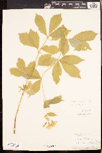 Gillenia trifoliata image
