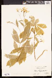 Gillenia trifoliata image