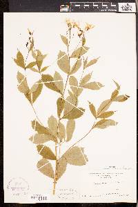 Gillenia trifoliata image