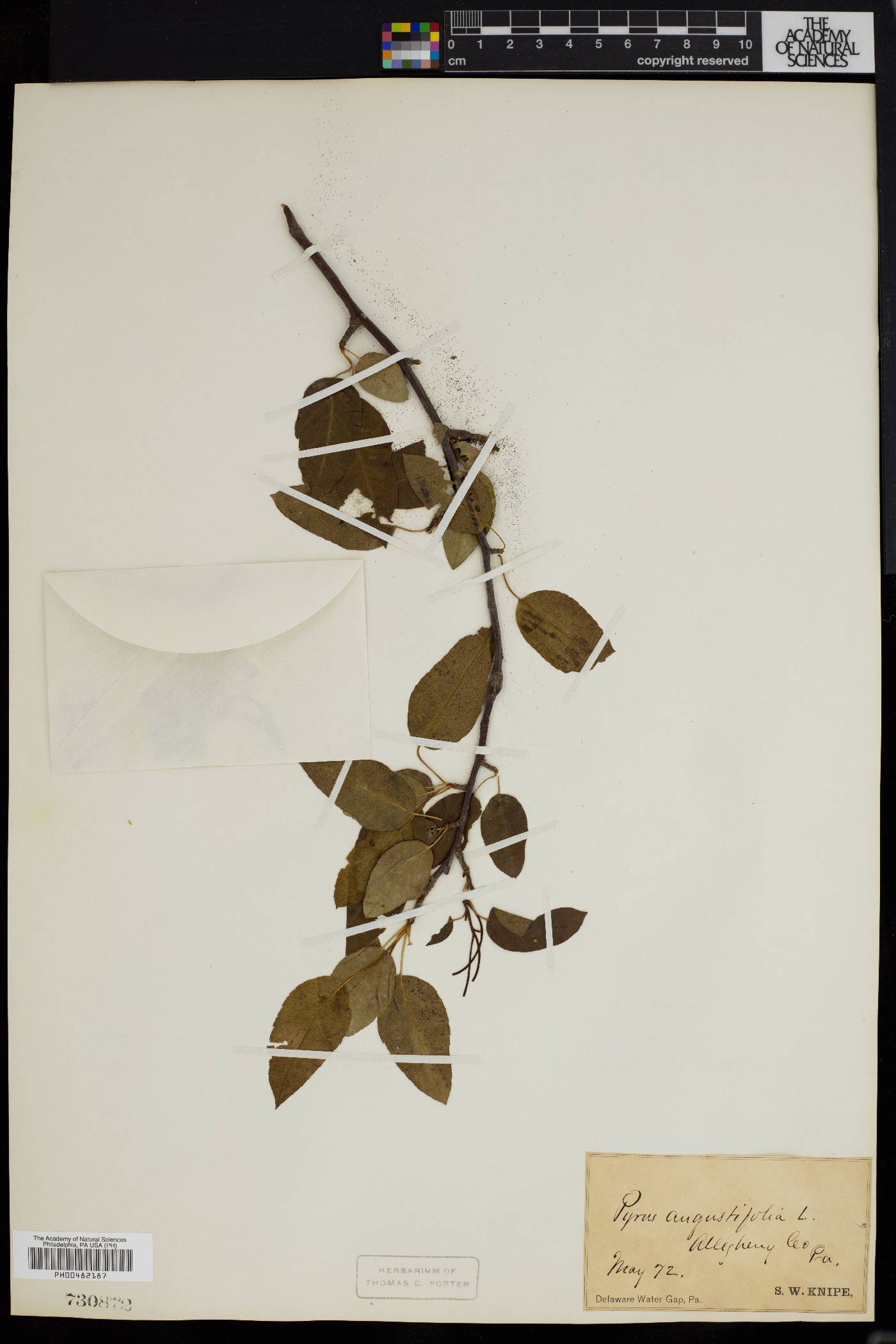 Malus lancifolia image