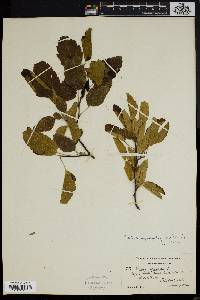 Pyrus angustifolia image