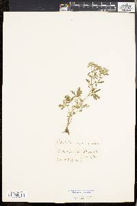 Potentilla argentea image