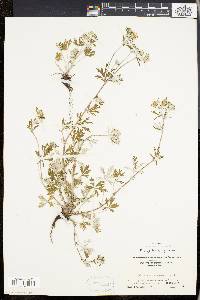 Potentilla argentea image