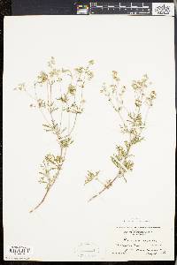 Potentilla argentea image