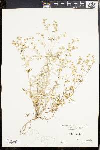 Potentilla argentea image