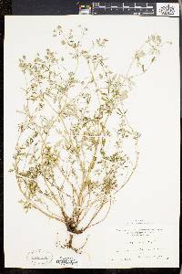 Potentilla argentea image