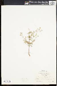 Potentilla argentea image