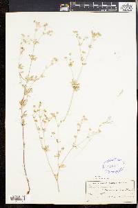 Potentilla argentea image