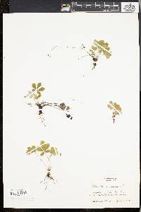 Potentilla canadensis image