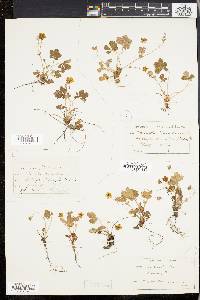 Potentilla canadensis image