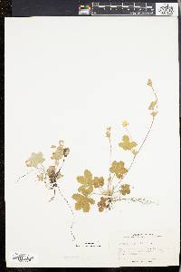 Potentilla canadensis image