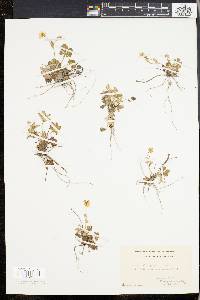 Potentilla canadensis image