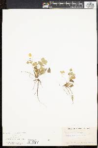 Potentilla canadensis image