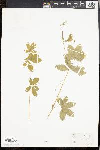 Potentilla canadensis image