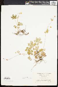 Potentilla canadensis image