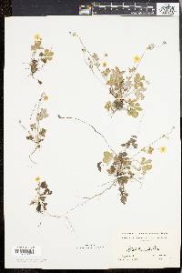 Potentilla canadensis image