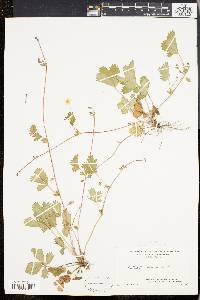 Potentilla canadensis image