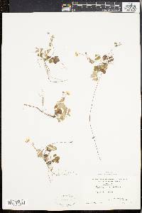 Potentilla canadensis image