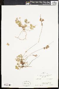 Potentilla canadensis image