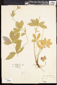 Potentilla canadensis image