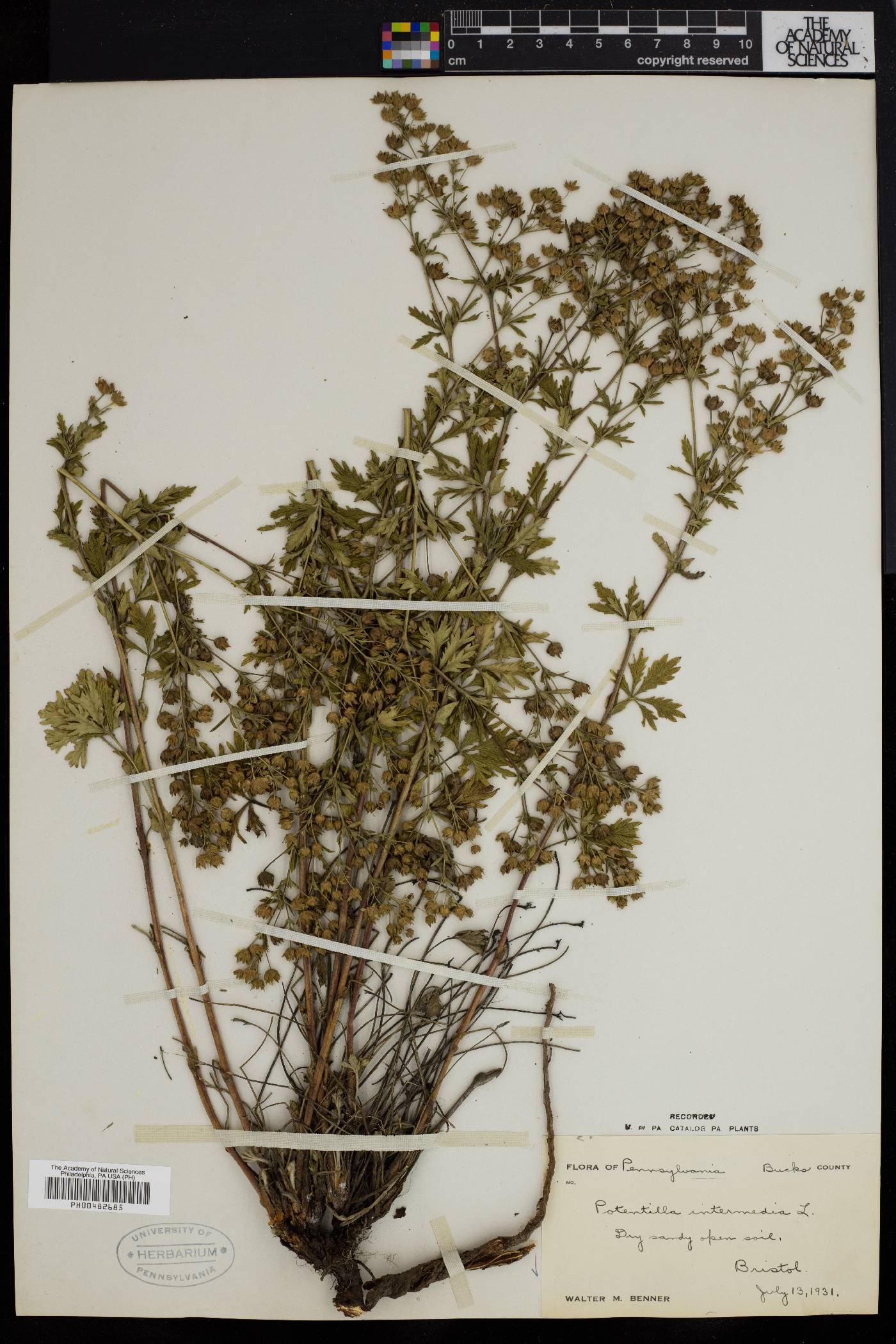 Potentilla intermedia image